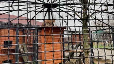 A lynx in a cage at the zoo Stockbeeldmateriaal 329091516