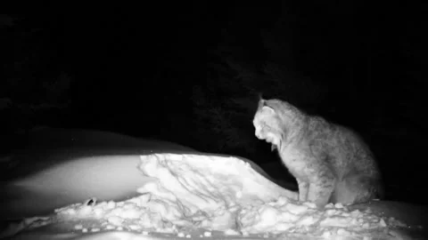 Lynx calling Stock Footage 170649689