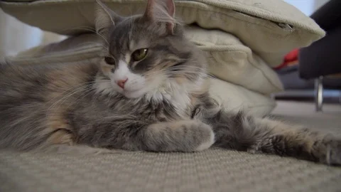 Lynx cat Stock Footage 91610965