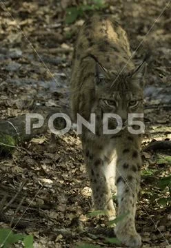 Lynx cat walking Stock Photos