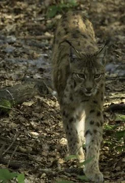 Lynx cat walking Stock Photos