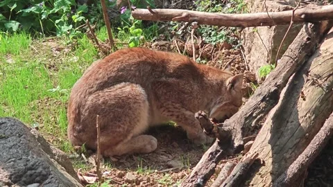 A lynx chewing a piece of raw meat near rocks and logs in the sunny day Stock Footage 337097002