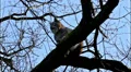 Lynx climbed and sitting on a tree HD Footage
