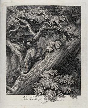 A lynx climbing a tree. Etching by J. E. Ridinger. Stock Illustration