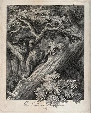 A lynx climbing up a tree. Etching [by J.E. Ridinger]. Stock Illustration