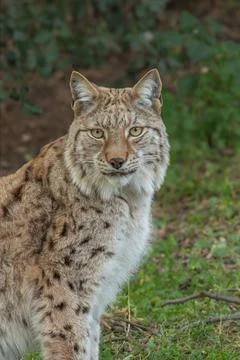 Lynx, close-up, lying in the grass. Stock Photos