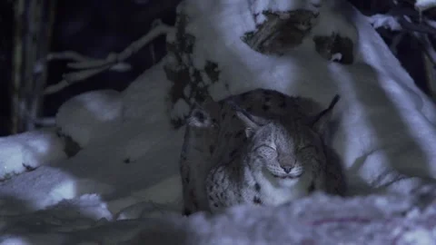 Lynx close-up at night in a snowy forest during winter. Lynx doze at night. Stock Footage 265697834