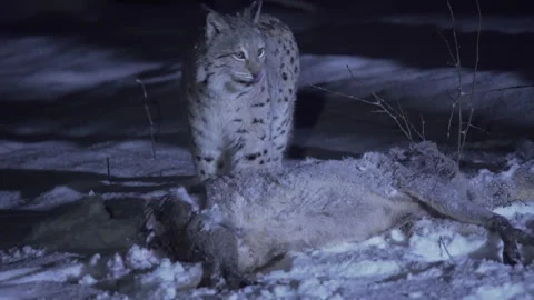 Lynx close-up at night in a snowy forest during winter. Stock Footage 265698068