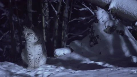 Lynx close-up at night in a snowy forest during winter. A Eurasian lynx jumps. Stock Footage 265698708