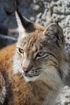 Lynx close-up shot Stock Photos