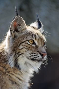 Lynx close-up shot Stock Photos