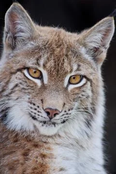 Lynx close-up shot Stock Photos