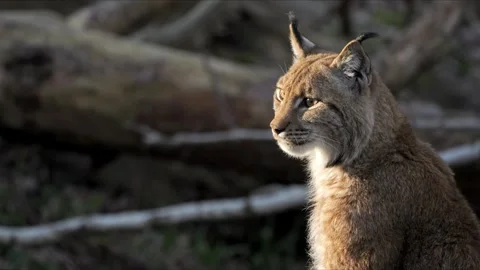 Lynx Close-Up Staring at Camera – Beautiful Light 8K Cinematic Wildlife 動画素材 320188744