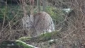 Lynx closeup cleaning fur behind bush HD Footage