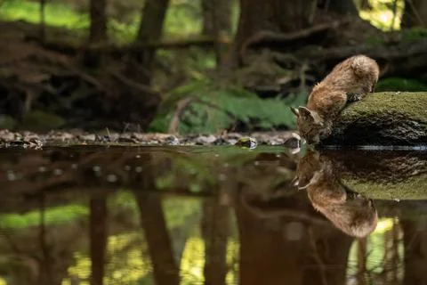 Lynx cub drinking from forest stream with reflection in the water 库存照片