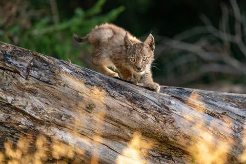 Lynx cub on the fallen tree trunk. Focused small baby animal. Lynx lynx. Stock Photos