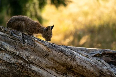 Lynx cub on the fallen tree trunk from side view. Focused small baby animal Stock Photos