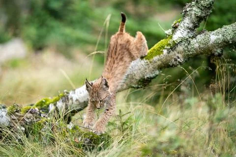 Lynx cub jumping from a fallen tree into the grass Stock Photos