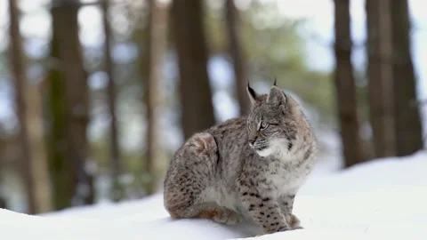 A lynx cub from a side sitting on the snow on a sunny day, licking its paw and Stock Footage 225517067