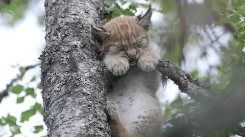 Lynx cub sleeping in tree Stock Footage 54080277