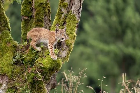 Lynx cub standing on a mossy tree trunk with blurred forest on a background Stockfoto's