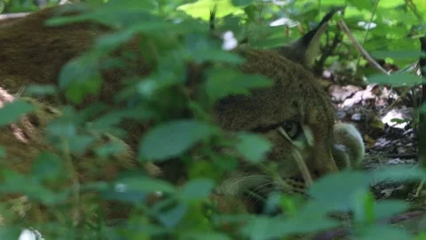 A lynx dozes in the forest 4k 30fps video Stock Footage 282014060