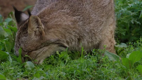 A lynx eats  grass Stock Footage 138835961