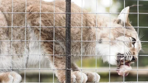 Lynx eats meat. Eurasian lynx is medium-sized wild cat widely distributed fro Vídeo Stock 194429724
