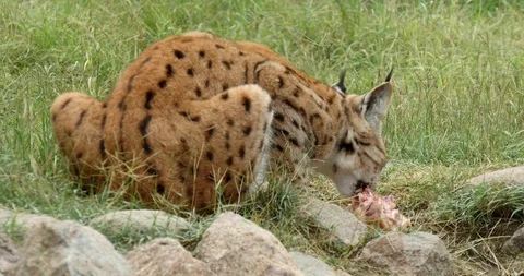 A lynx eats raw meat in the nature. Stock Footage 120354481