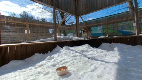 Lynx in enclosure walking towards camera Stock Footage 112349311