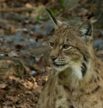 Lynx face Foto stock