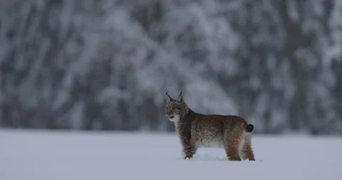 Lynx face walk. Snow nature. Winter wildlife in Europe. Lynx in the snow, snowy  Stock Footage 164538176