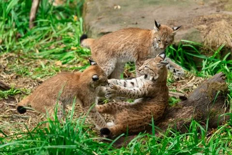 Lynx fighting in the forest Stock Photos