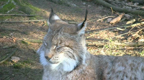 Lynx Video stock 401019