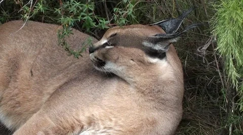 A Lynx Stock Footage 12208080