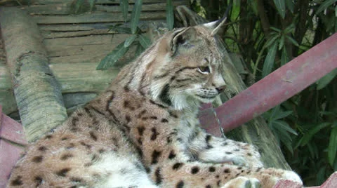Lynx Stock Footage 22994362