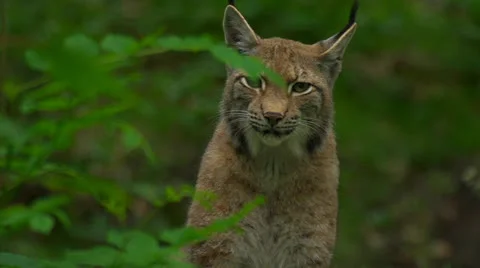 Lynx Vídeos de archivo 24657420