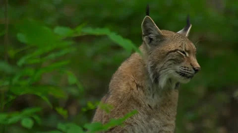 Lynx Vídeos de archivo 24657547