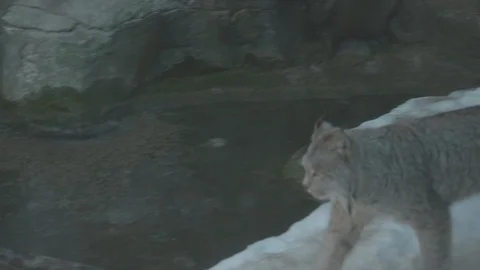 Lynx Stock Footage 86669701