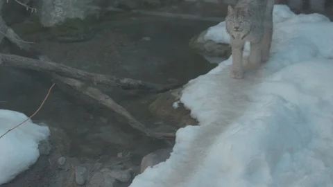 Lynx Stock Footage 86669723
