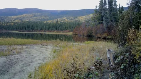 Lynx Video stock 102589134