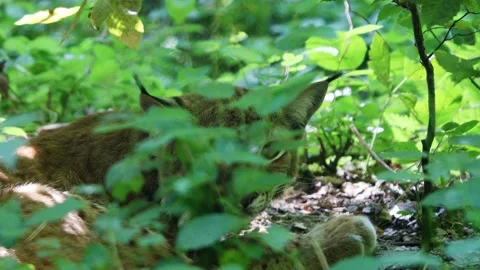 A lynx in the forest 4k 30fps video Stock Footage 282014149