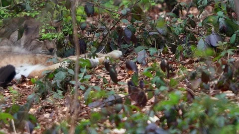 A lynx in a forest 4k 30fps video Stock-Footage 289727725