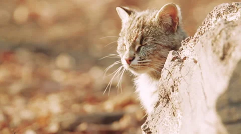 Lynx in the forest Stock Footage 66100725