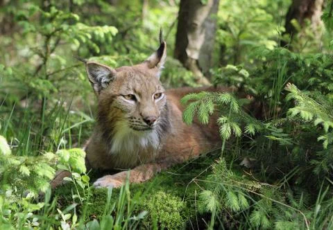 Lynx in forest Stock Photos