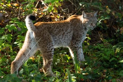 Lynx in the forest Foto stock