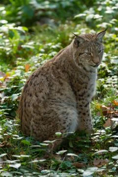 Lynx in the forest Foto stock