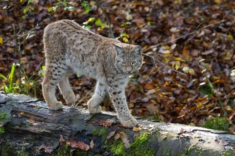 Lynx in the forest Stock Photos