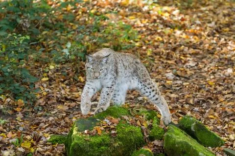 Lynx in the forest Stock Photos