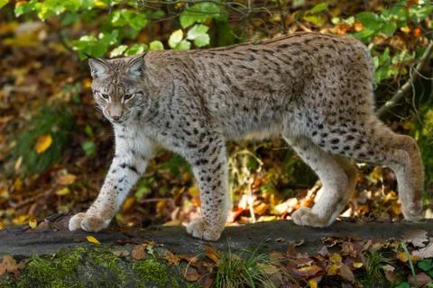 Lynx in the forest Stock Photos